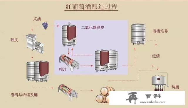 红葡萄酒酿造全过程