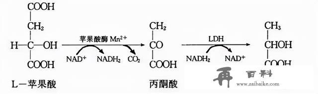 红葡萄酒酿造全过程