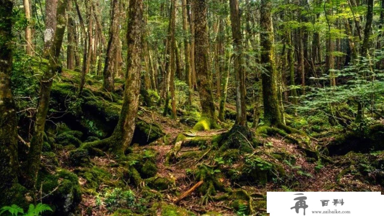 超冷门旅游科普：还喜好日本富士山的浪漫？那一点让你不再想去！