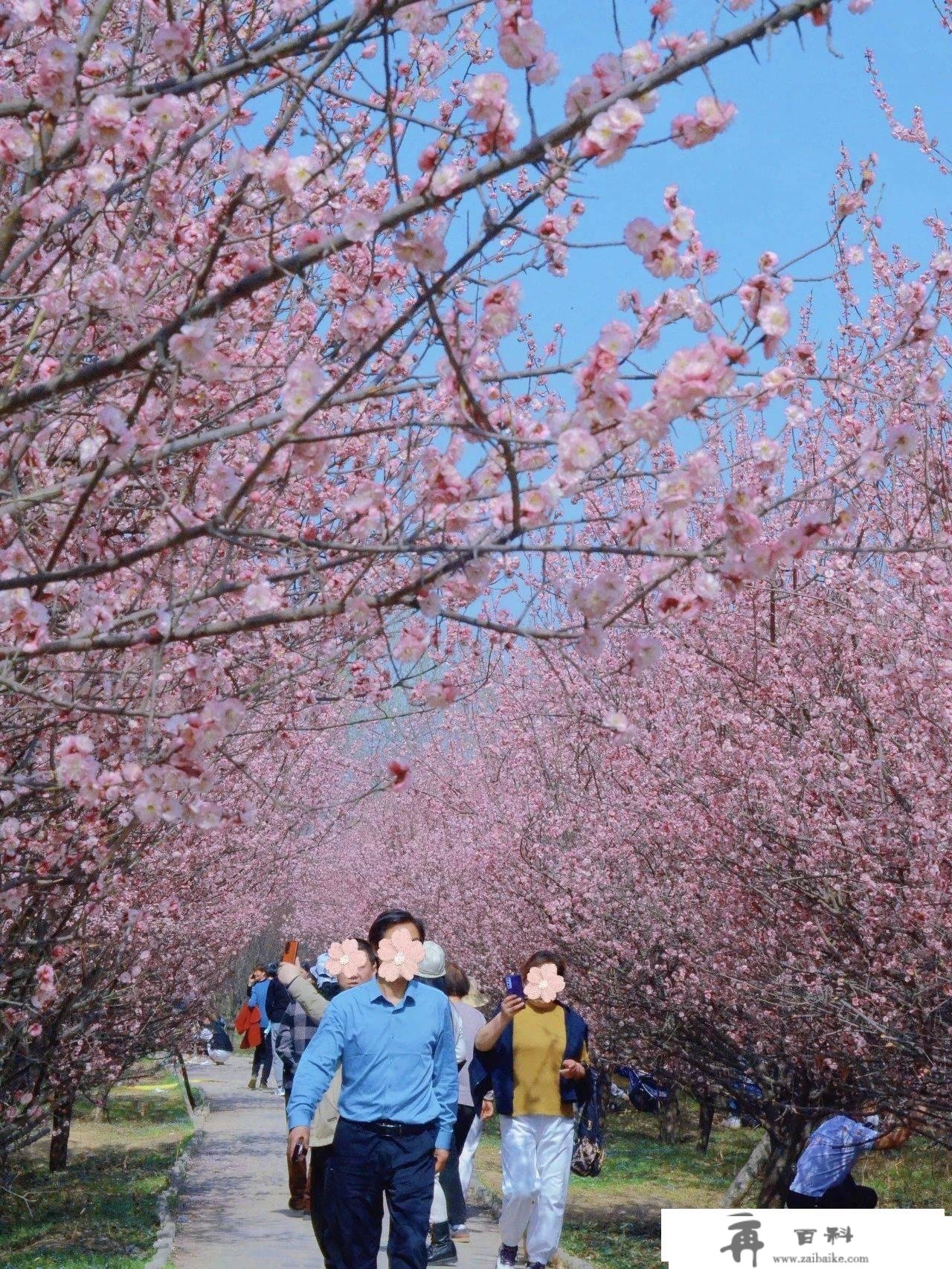 西安那两个免费赏花摄影打卡地绝了，似乎在国外……