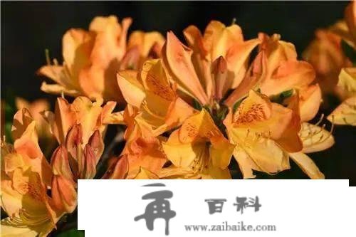 春游昆明•“三八”节特辑 | 免票！半价！昆明一大波景区节日优惠来了→