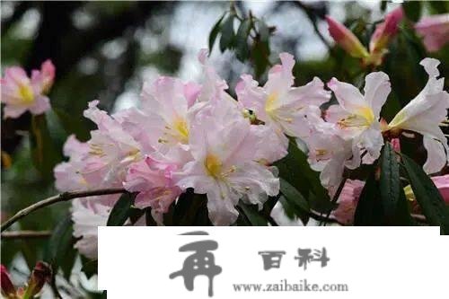 春游昆明•“三八”节特辑 | 免票！半价！昆明一大波景区节日优惠来了→