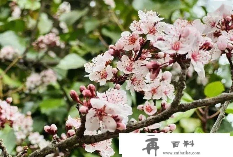 春游昆明•“三八”节特辑 | 免票！半价！昆明一大波景区节日优惠来了→