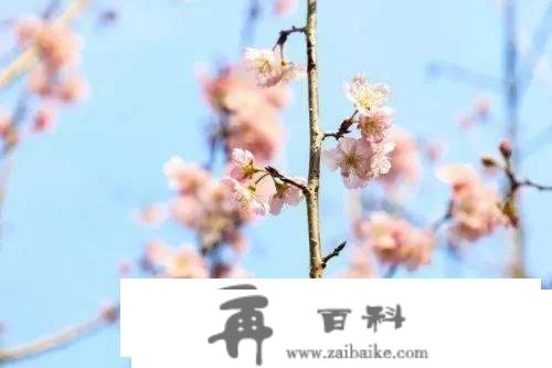 大多免费！深圳元宵节去哪玩？庙会、灯会、赏花...有你想去的！