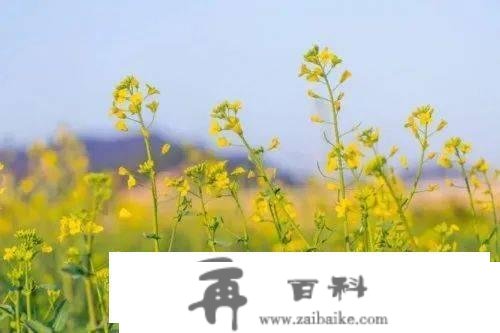 大多免费！深圳元宵节去哪玩？庙会、灯会、赏花...有你想去的！