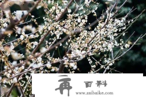 大多免费！深圳元宵节去哪玩？庙会、灯会、赏花...有你想去的！