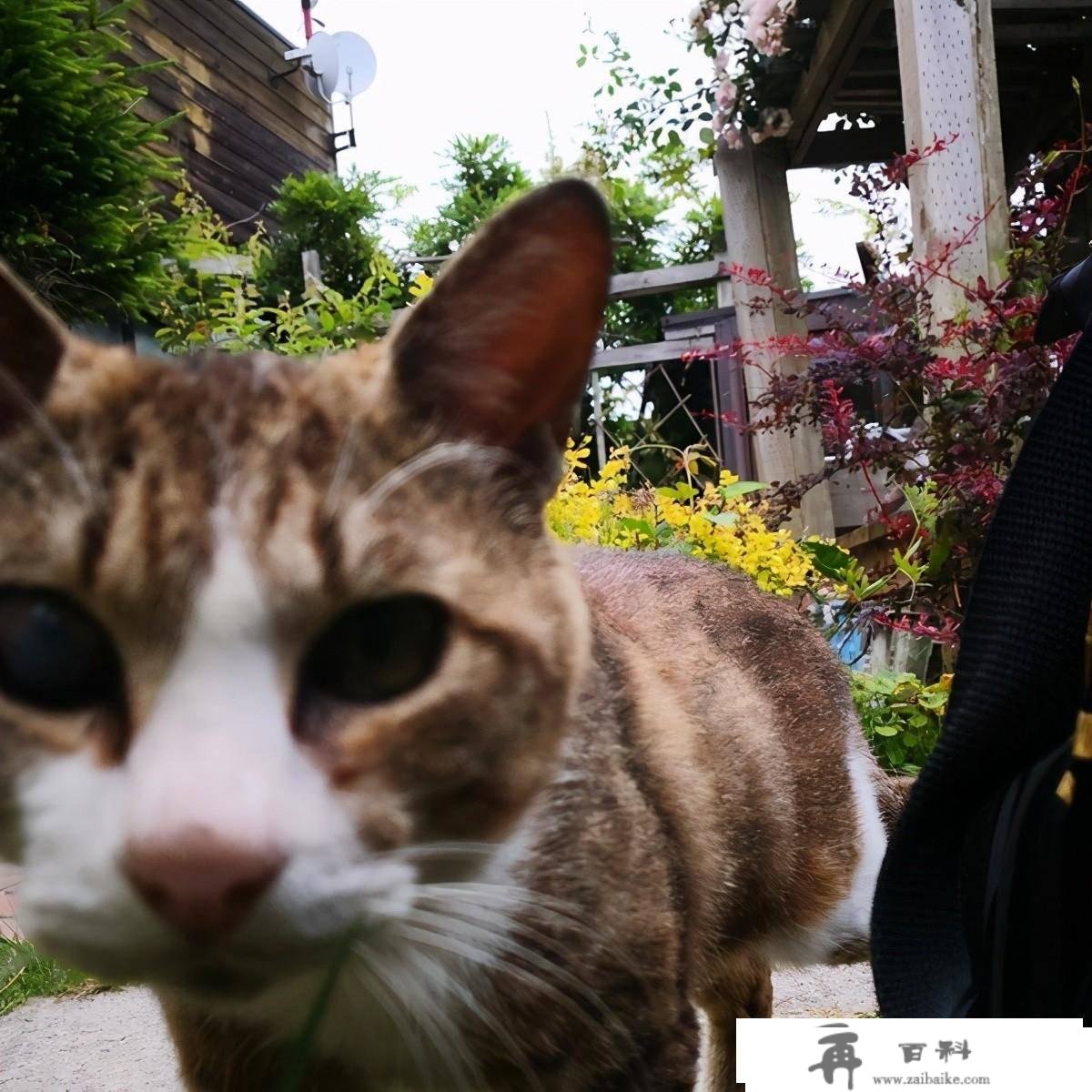 日本出名猫岛，供奉猫奴才的猫神社—田代岛旅游攻略及交通体例