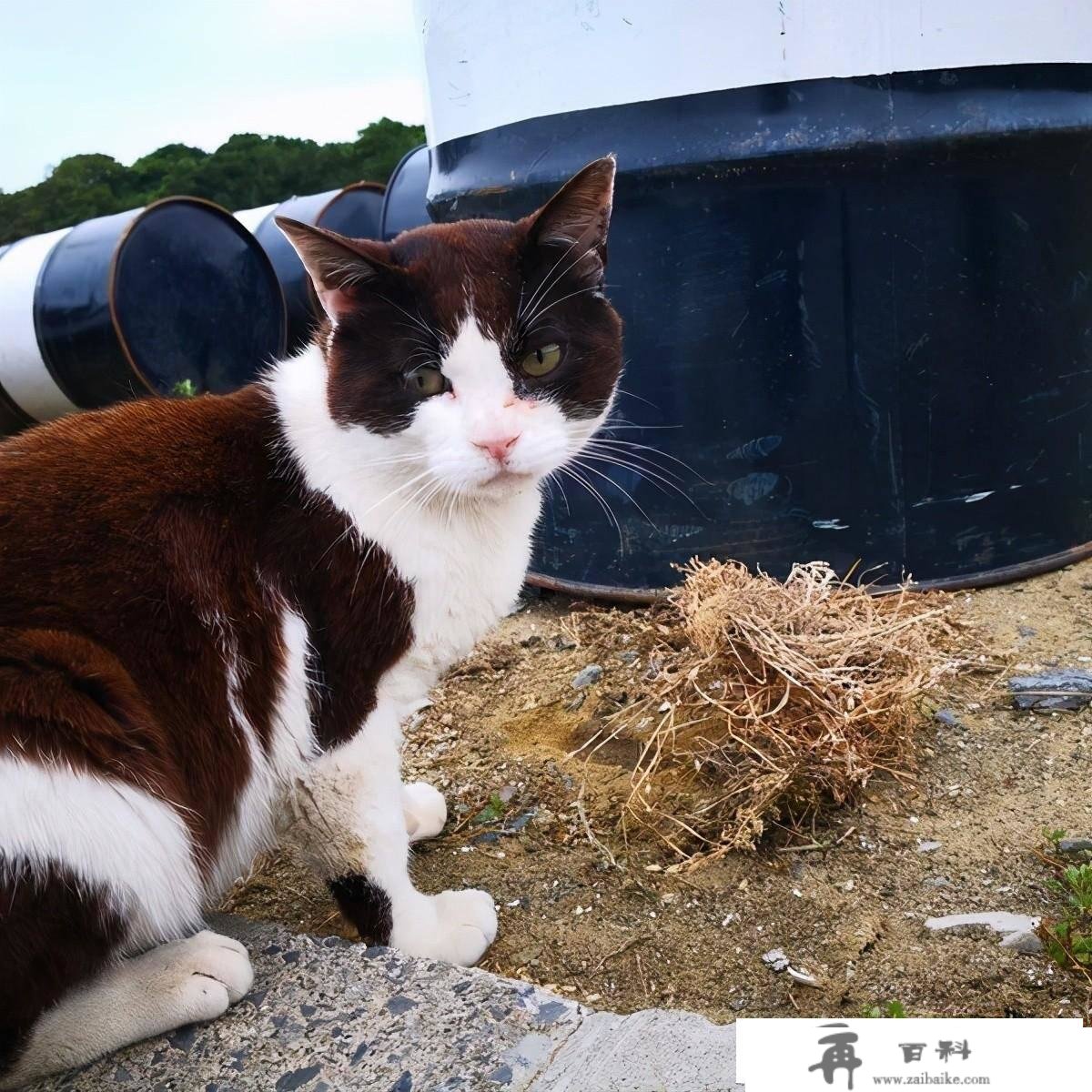 日本出名猫岛，供奉猫奴才的猫神社—田代岛旅游攻略及交通体例