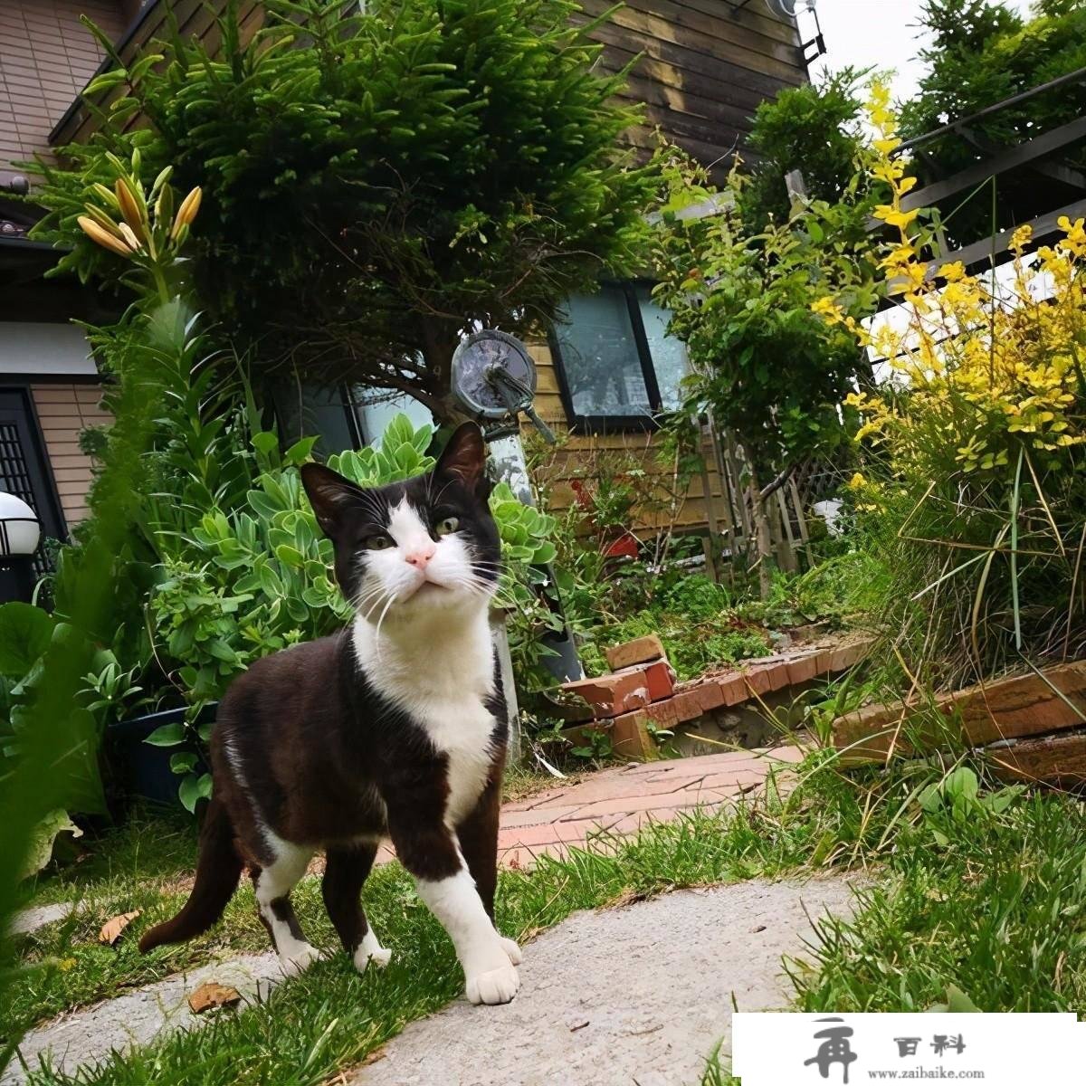 日本出名猫岛，供奉猫奴才的猫神社—田代岛旅游攻略及交通体例