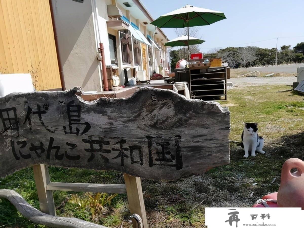 日本出名猫岛，供奉猫奴才的猫神社—田代岛旅游攻略及交通体例