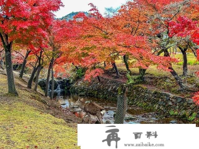 日本奈良东大寺，全世界现存更大的木构建筑，1200年的唐风遗韵