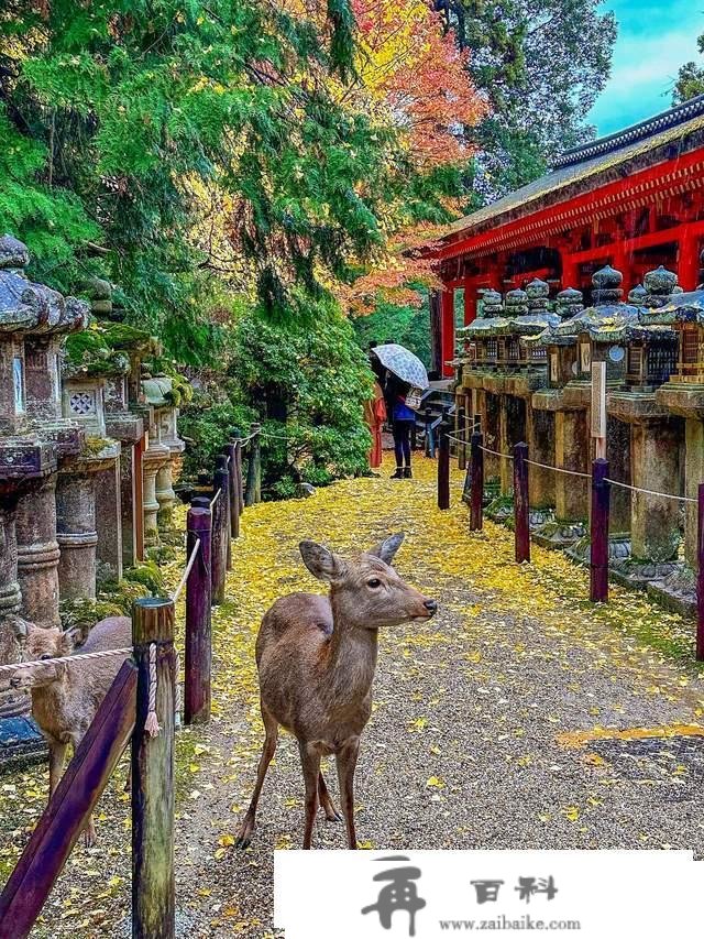 日本奈良东大寺，全世界现存更大的木构建筑，1200年的唐风遗韵