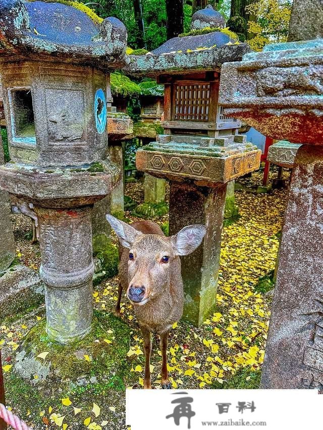 日本奈良东大寺，全世界现存更大的木构建筑，1200年的唐风遗韵