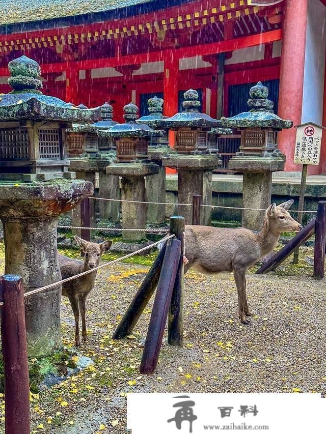 日本奈良东大寺，全世界现存更大的木构建筑，1200年的唐风遗韵