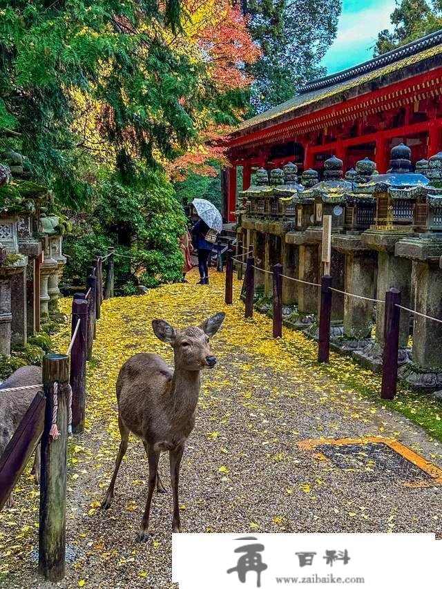 日本奈良东大寺，全世界现存更大的木构建筑，1200年的唐风遗韵