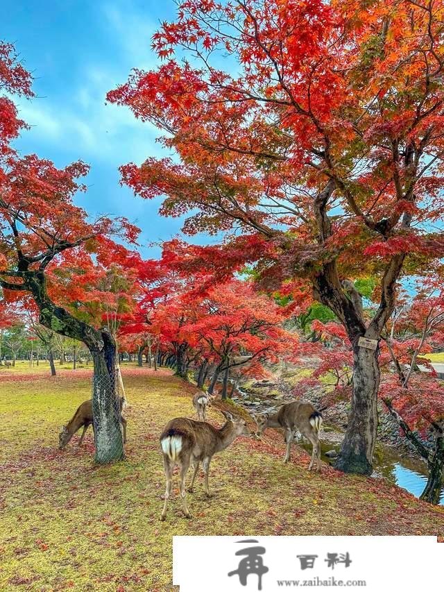 日本奈良东大寺，全世界现存更大的木构建筑，1200年的唐风遗韵