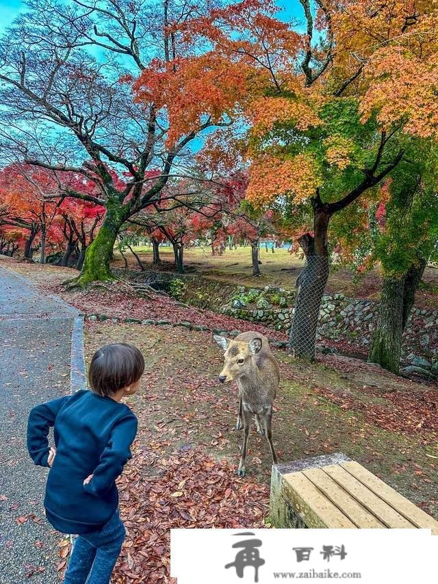 日本奈良东大寺，全世界现存更大的木构建筑，1200年的唐风遗韵