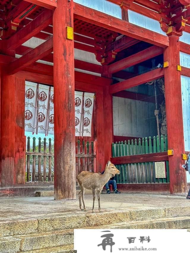 日本奈良东大寺，全世界现存更大的木构建筑，1200年的唐风遗韵