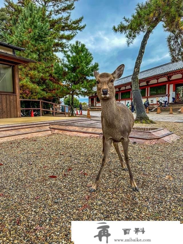 日本奈良东大寺，全世界现存更大的木构建筑，1200年的唐风遗韵