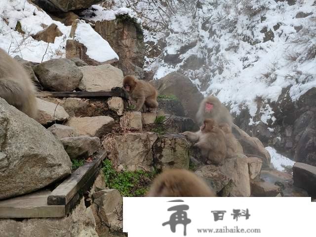 世界上独一泡温泉的山公，日当地狱谷，以“雪猴”闻名的参观地