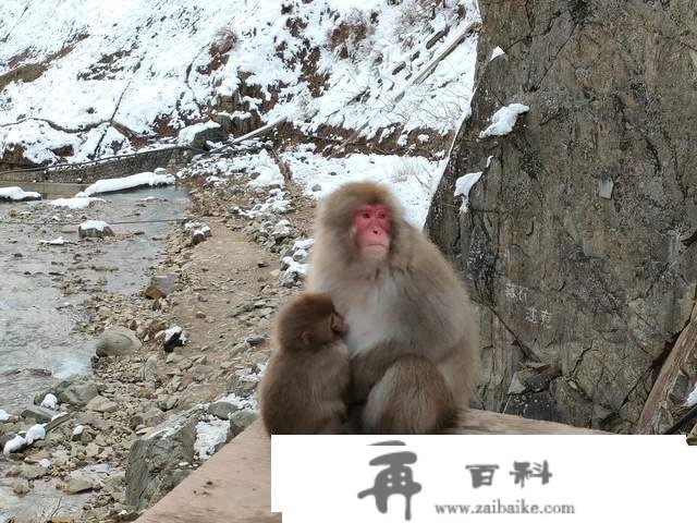 世界上独一泡温泉的山公，日当地狱谷，以“雪猴”闻名的参观地