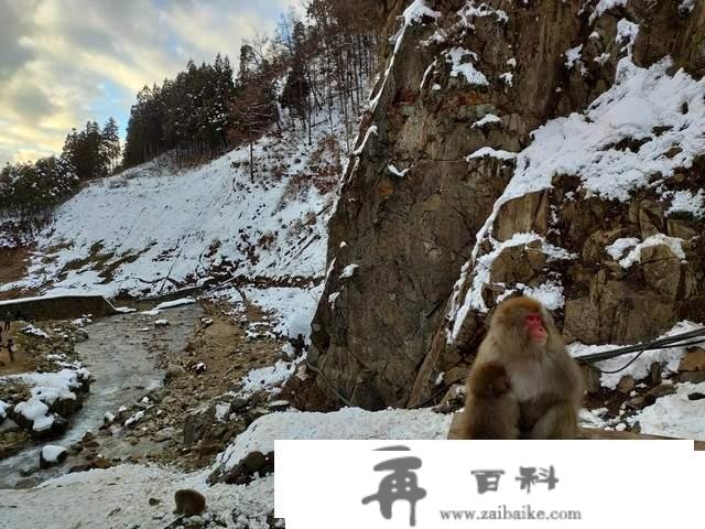 世界上独一泡温泉的山公，日当地狱谷，以“雪猴”闻名的参观地