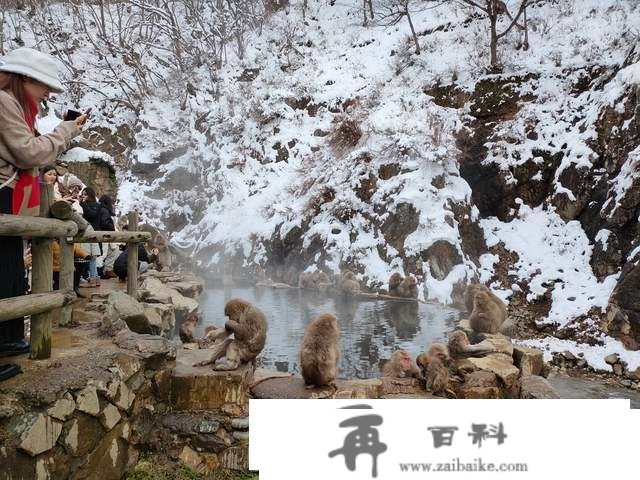 世界上独一泡温泉的山公，日当地狱谷，以“雪猴”闻名的参观地