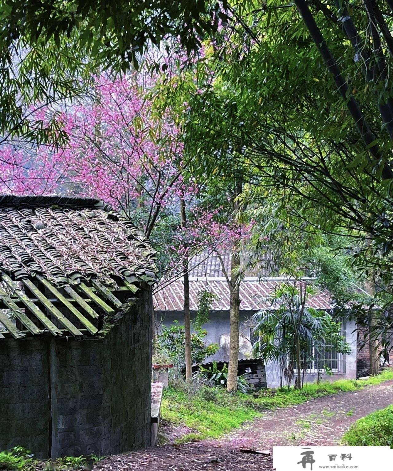 【三郎镇】不负春光不负卿，来一场逃樱之旅!