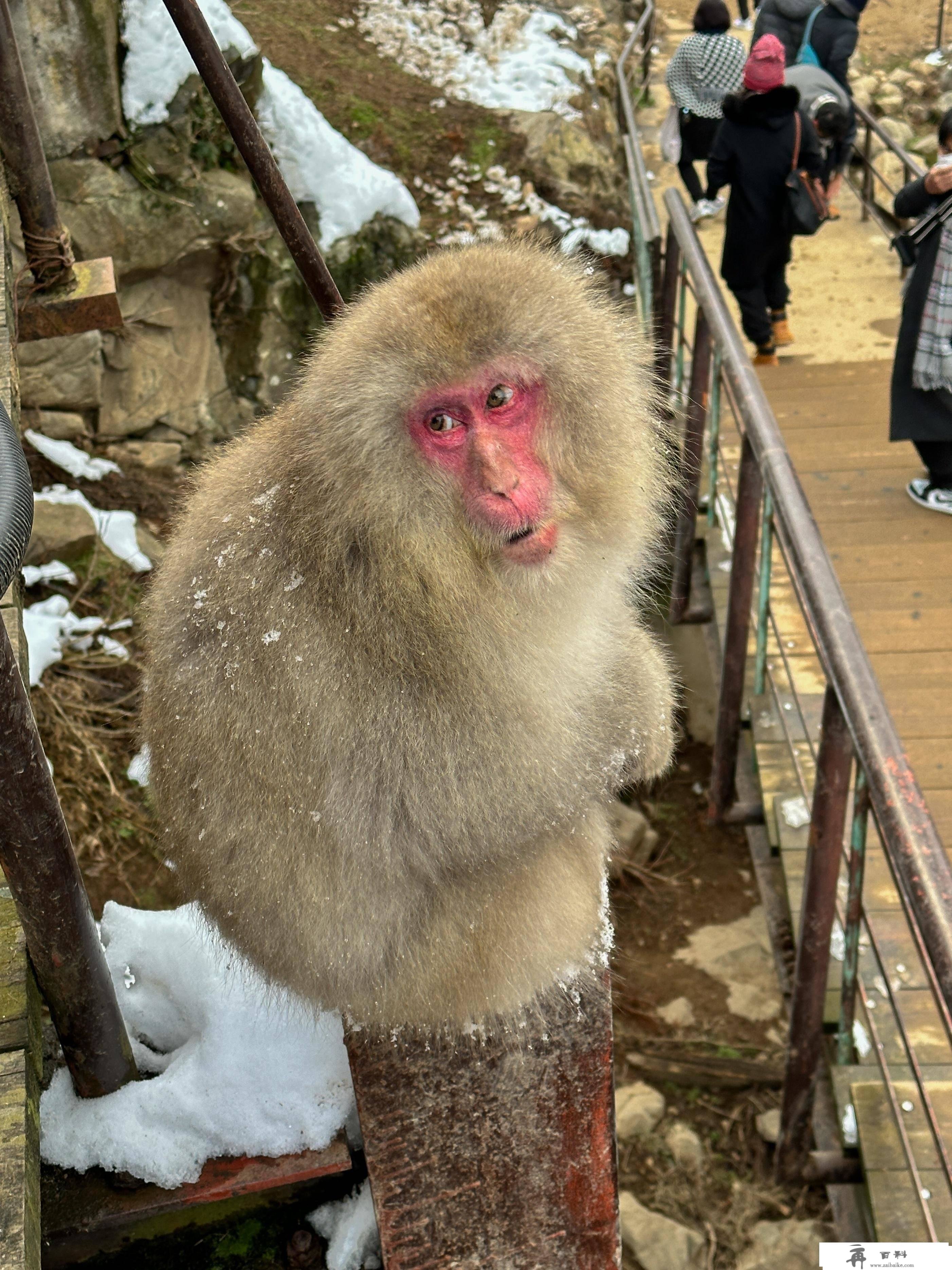 日本更大的滑雪度假胜地，长野志贺高原，曾是冬奧会的主办地