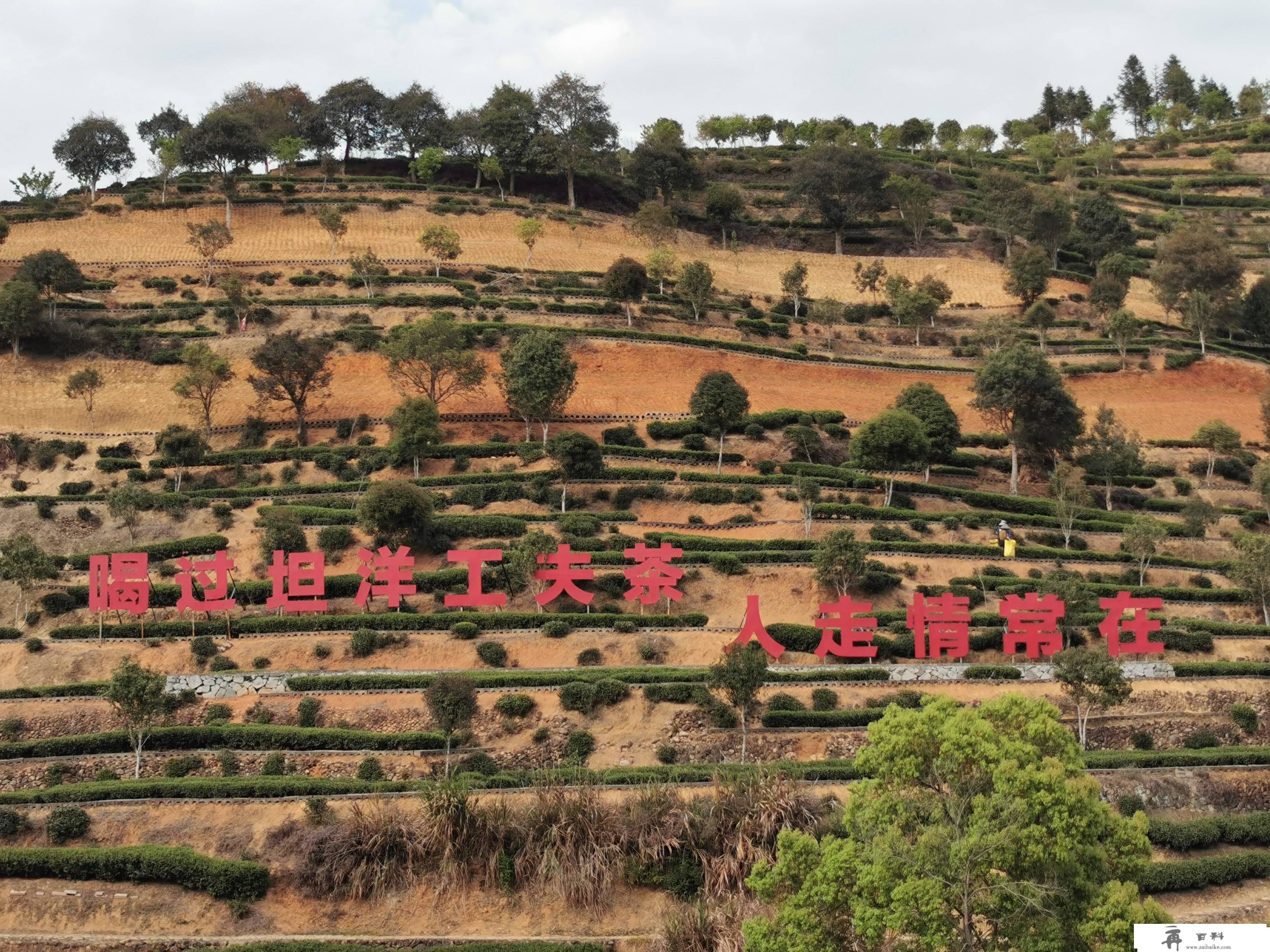 新时代新征程重塑福安百年“坦洋时间”红茶品牌