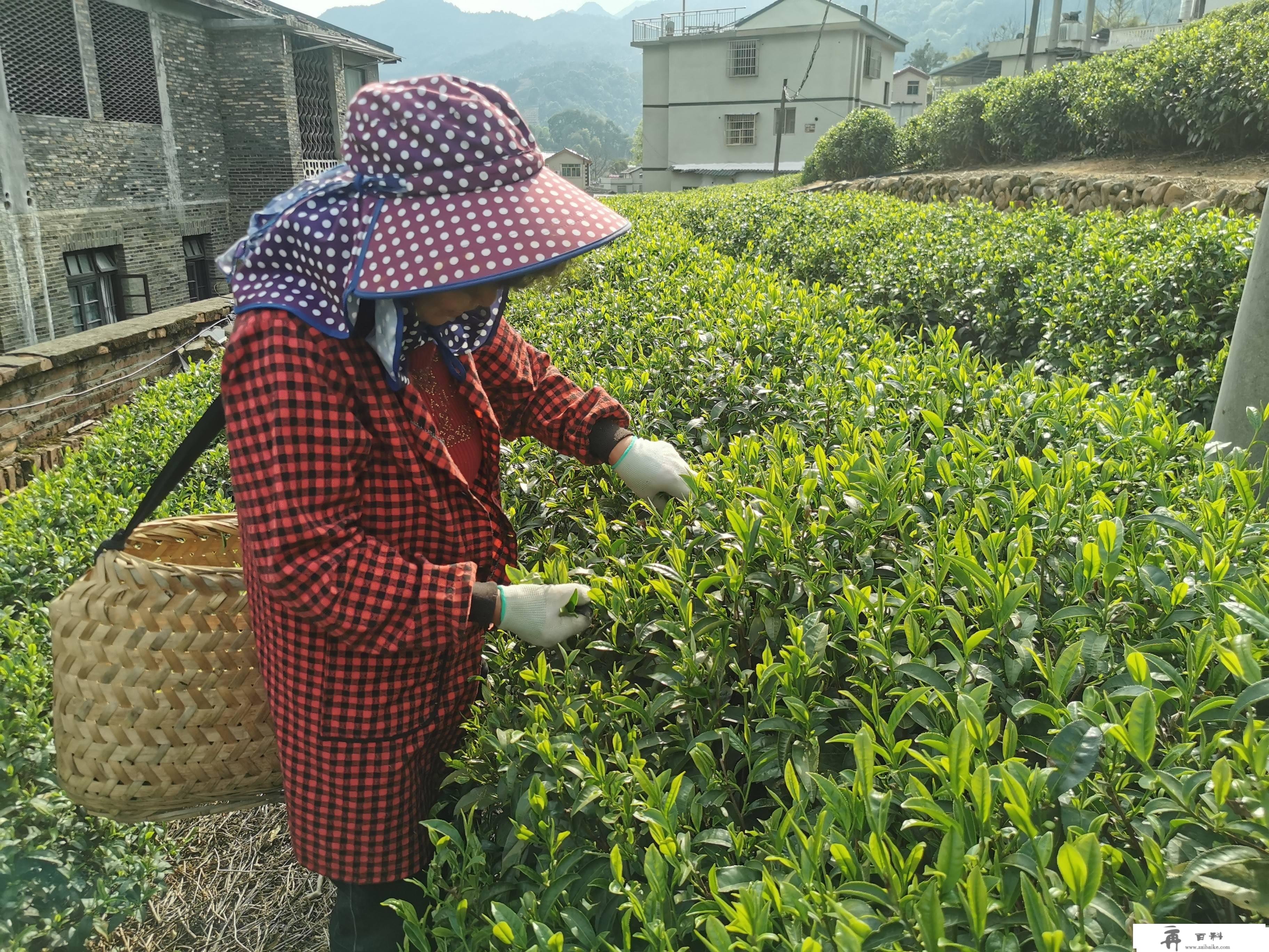 新时代新征程重塑福安百年“坦洋时间”红茶品牌