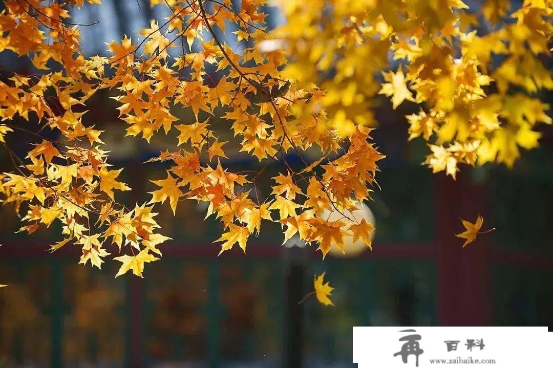 北大祝你新春快乐 | 高校新春送祝愿①