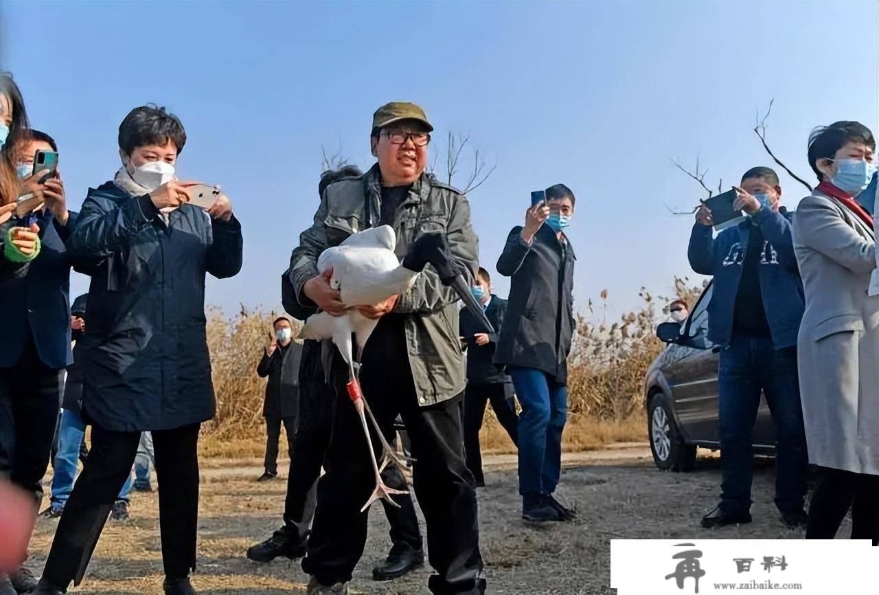 3只“鸟类大熊猫”东方白鹳在七里海湿地重返天然