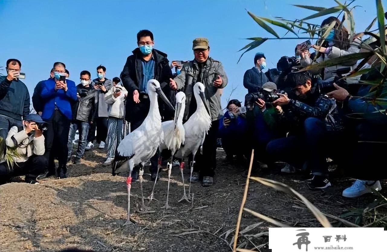 3只“鸟类大熊猫”东方白鹳在七里海湿地重返天然