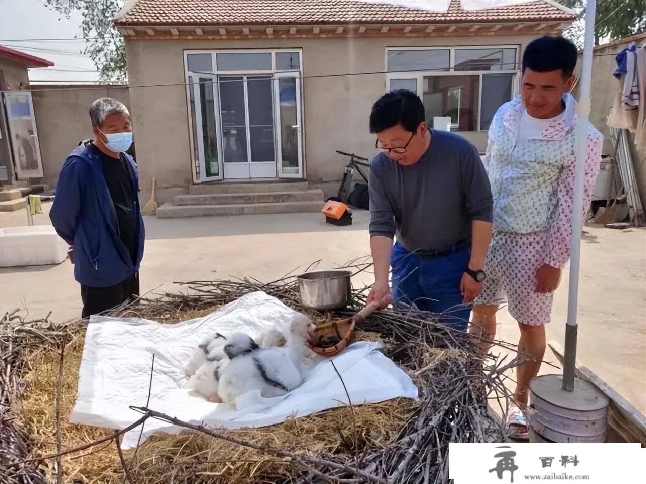 3只“鸟类大熊猫”东方白鹳在七里海湿地重返天然