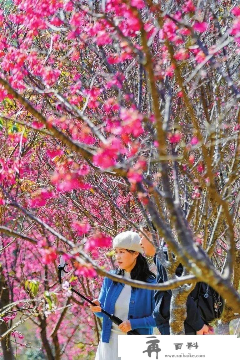 早樱烂漫，美不堪收~来仙湖动物园相逢粉色春日