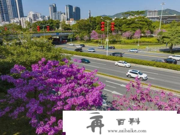 深圳：百花绽放 春满鹏城