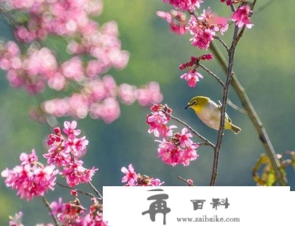 深圳：百花绽放 春满鹏城