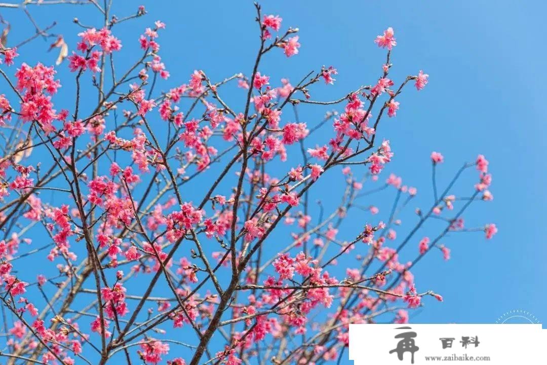 大部门免费！深圳那些处所都能够看樱花，有你家附近的吗？