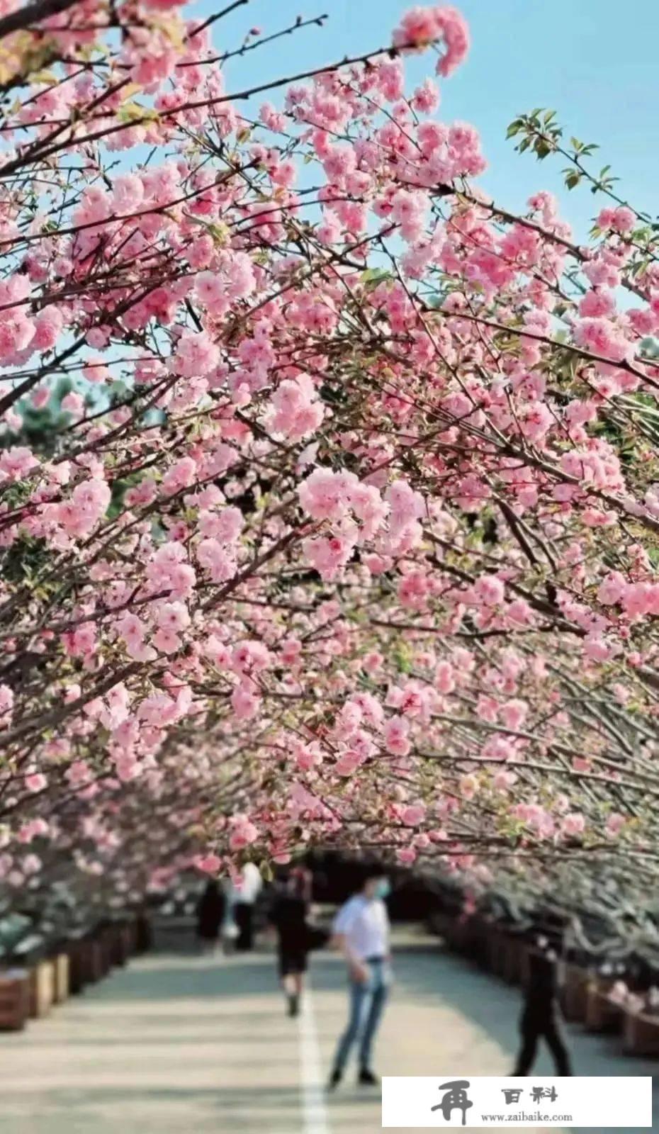 樱花节、看烟花、舞狮灯会……深圳春节景区和公园玩耍指南在那了~