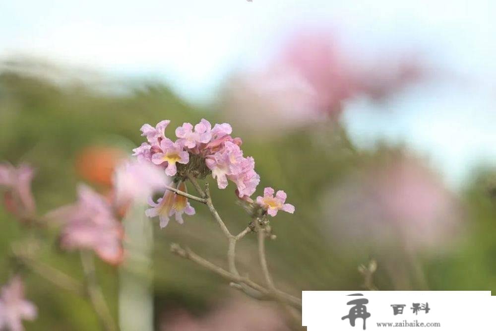 打卡深圳最美花海，春天与花儿有个约会