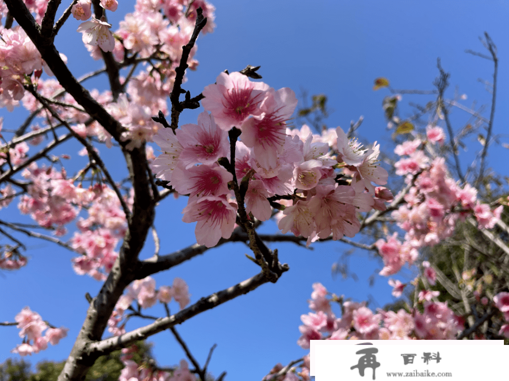 多图打卡最美花海，在深圳与春光碰个满怀