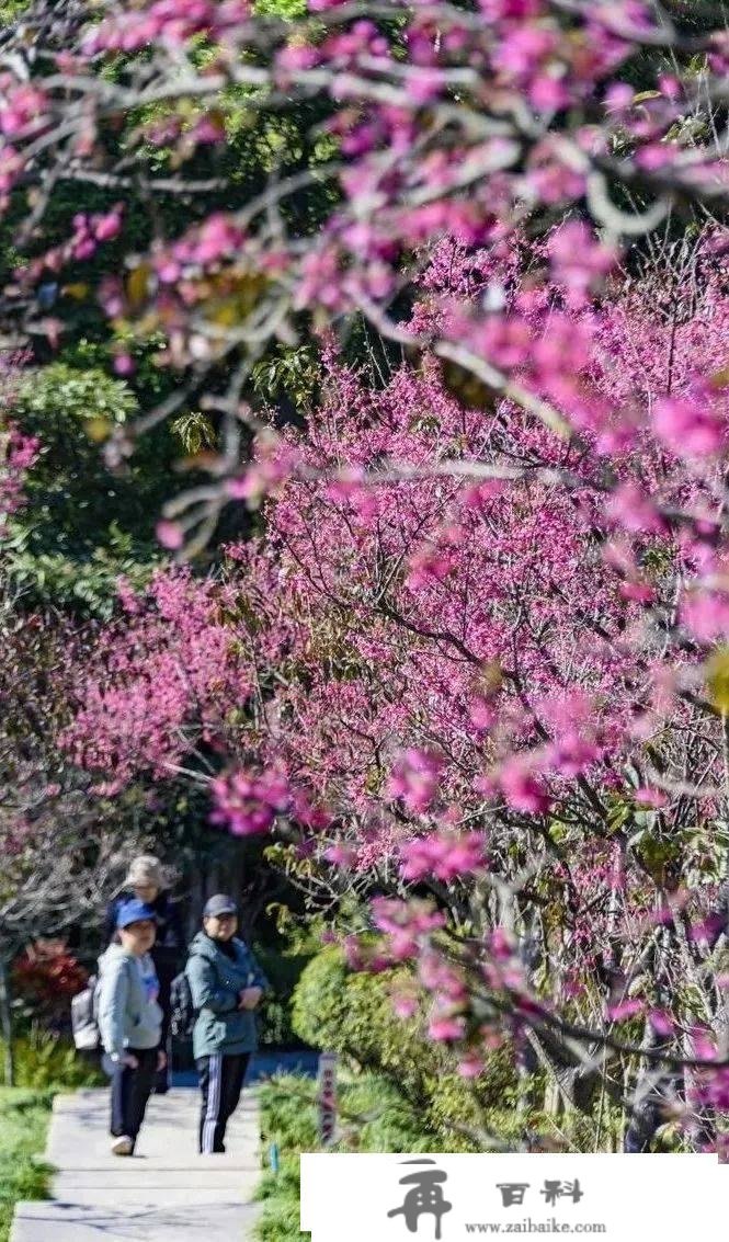 多图打卡最美花海，在深圳与春光碰个满怀