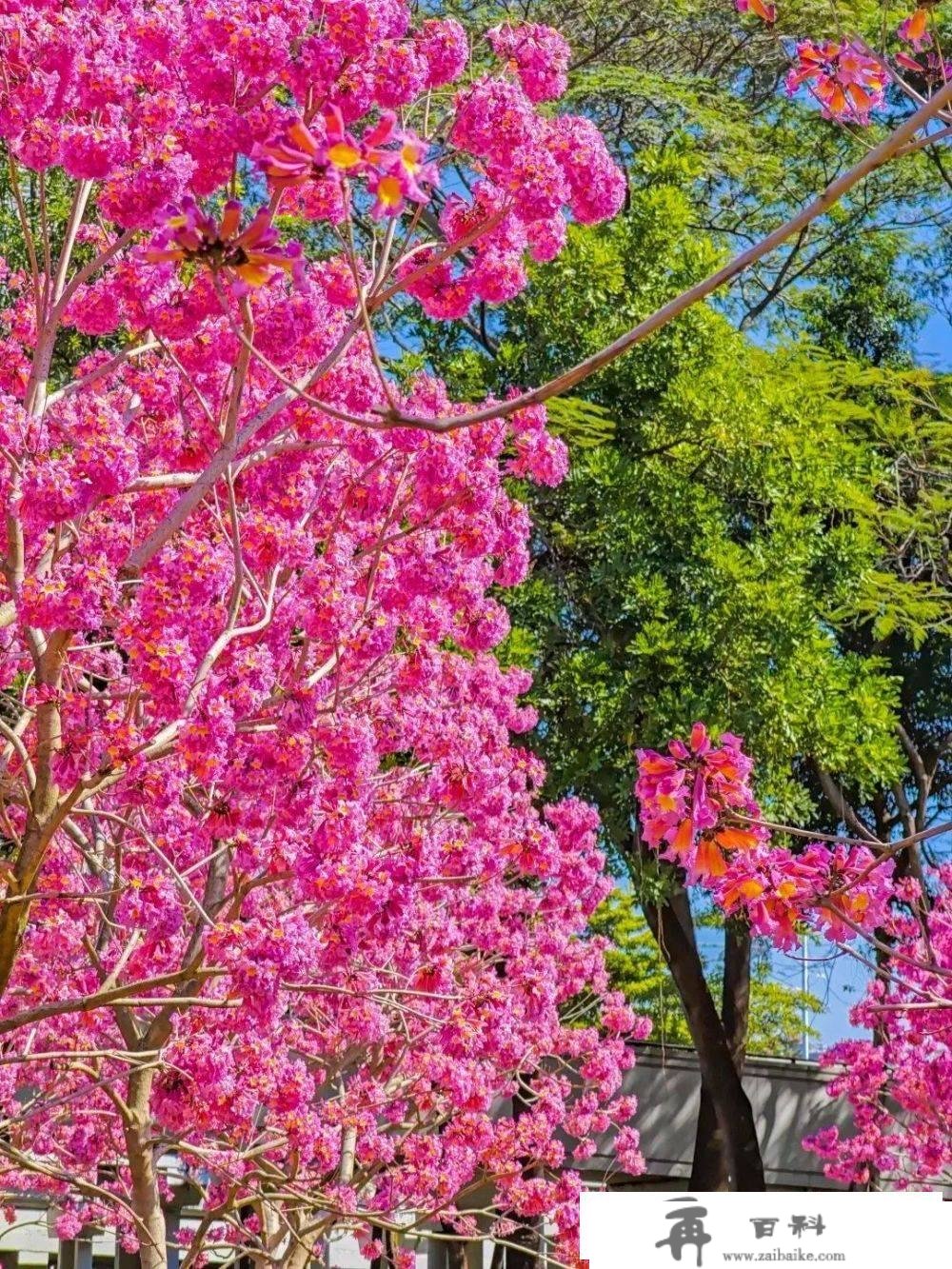 多图打卡最美花海，在深圳与春光碰个满怀