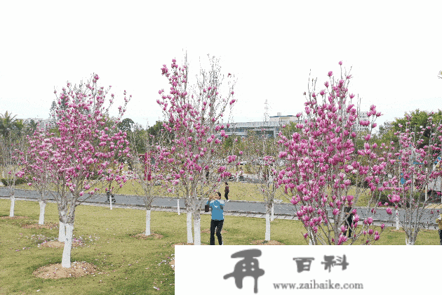 多图打卡最美花海，在深圳与春光碰个满怀