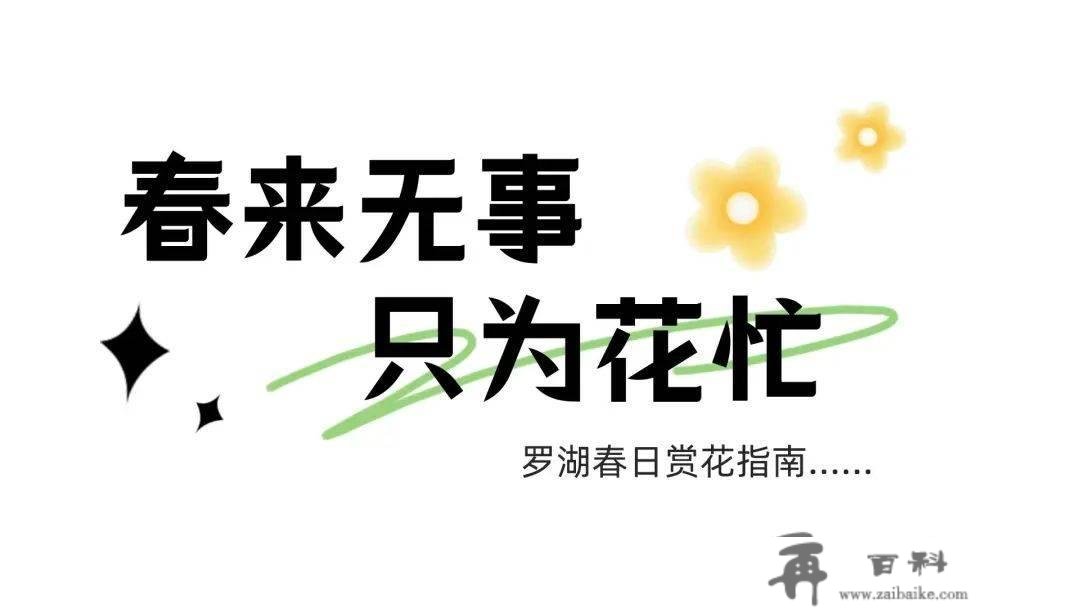 罗湖GO出色 | 花开是春日的来信，来罗湖一路走“花路”吧