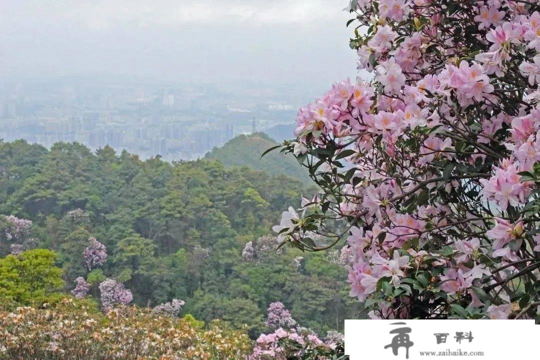 罗湖GO出色 | 花开是春日的来信，来罗湖一路走“花路”吧