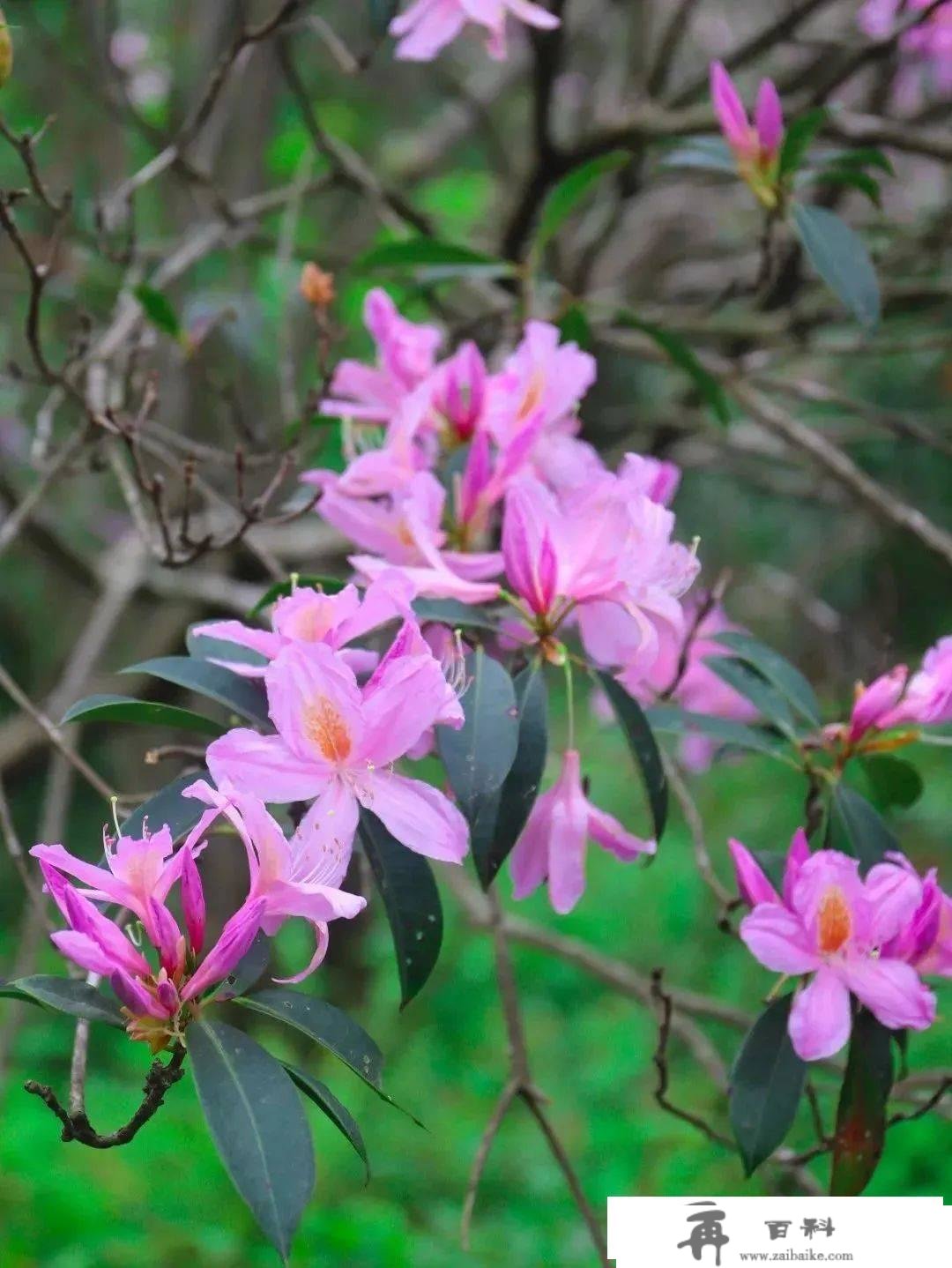 罗湖GO出色 | 花开是春日的来信，来罗湖一路走“花路”吧