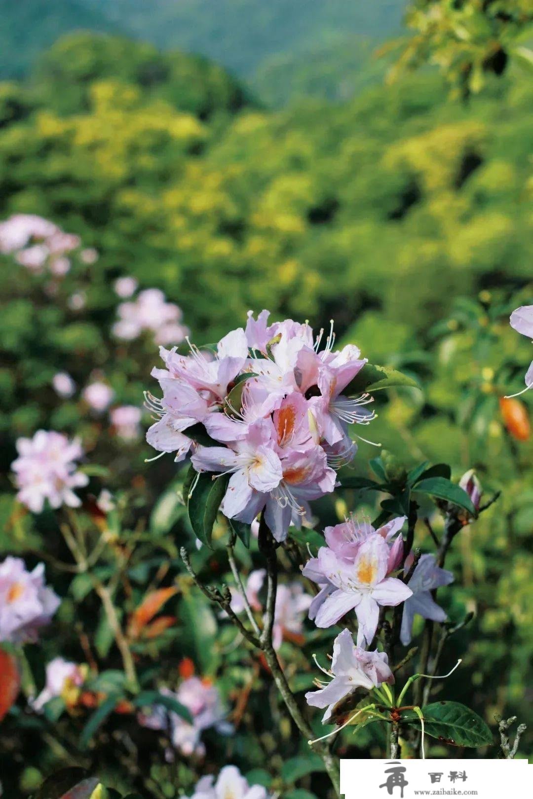 罗湖GO出色 | 花开是春日的来信，来罗湖一路走“花路”吧