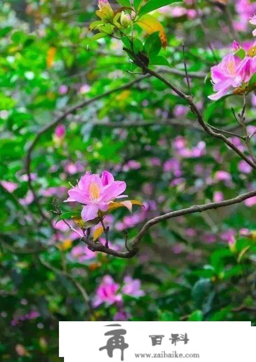 罗湖GO出色 | 花开是春日的来信，来罗湖一路走“花路”吧